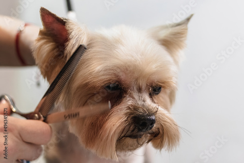 Yorkshire terrier dog gets nail cut hair grooming at pet spa close up