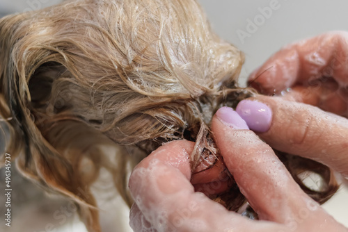 Yorkshire terrier dog gets nail cut hair grooming at pet spa