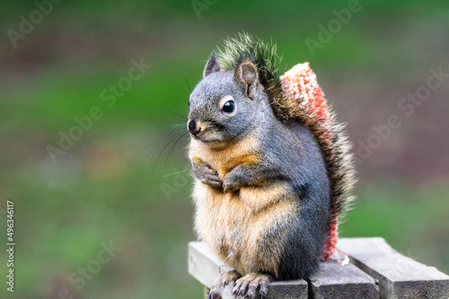 Douglas Squirrel, Whidbey Island, WA photo