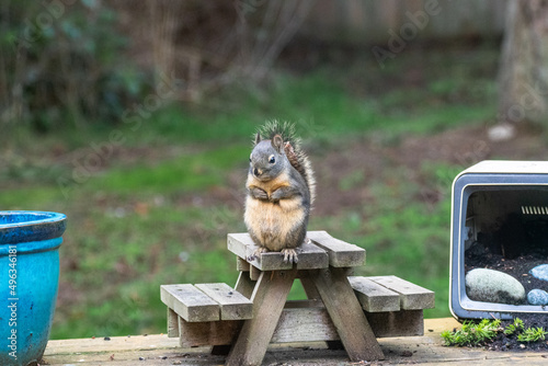 Douglas Squirrel, Whidbey Island, WA