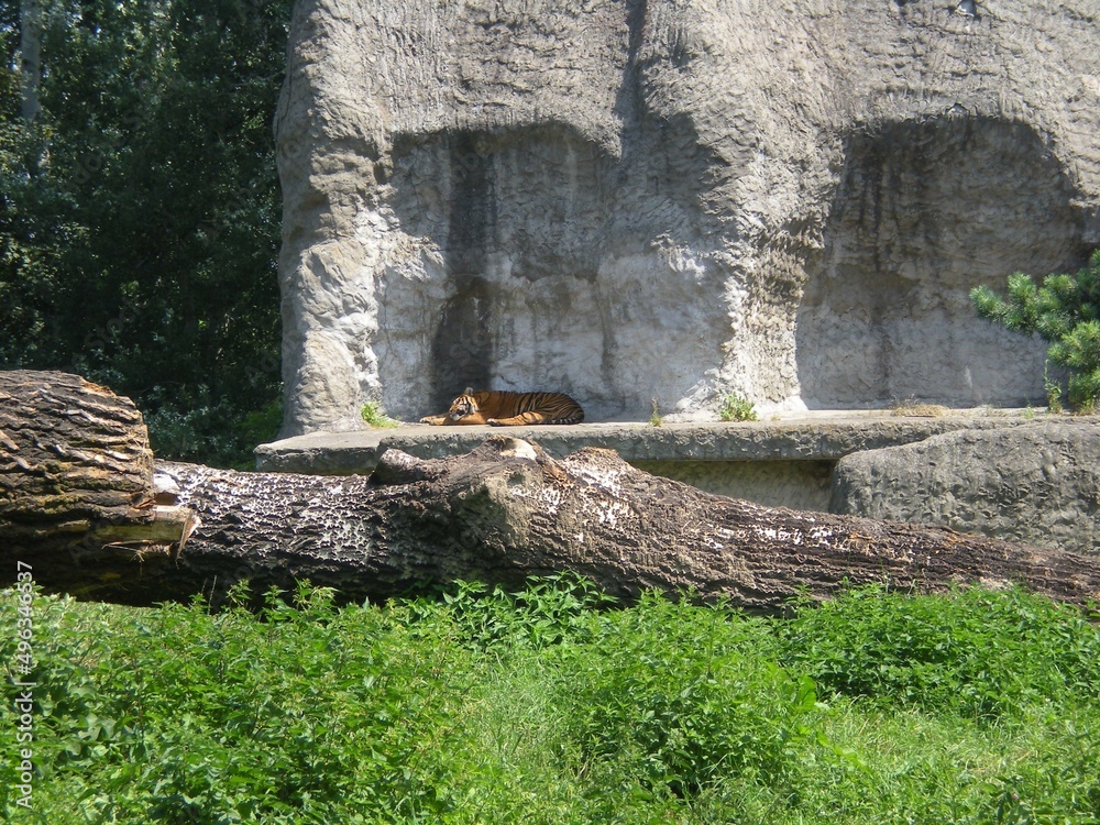 śpiący tygrys na swoim wybiegu w zoo - obrazy, fototapety, plakaty 