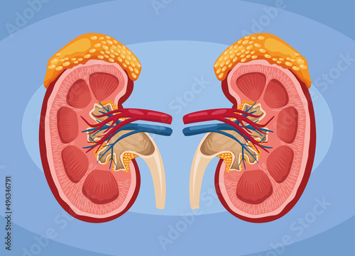 kidney realistic human organs