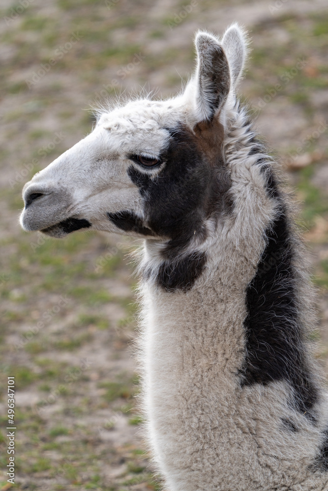 portrait of a long-necked bald-faced llama