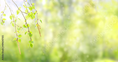 Green spring forest banner with birch branches. Birch branches with catkins on a blurred background.