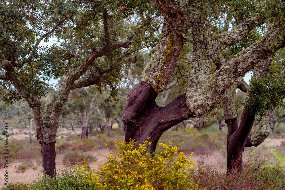 Southern Europe cork oak grove