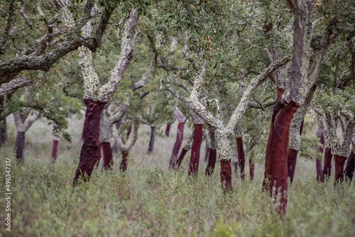 Southern Europe cork oak grove photo