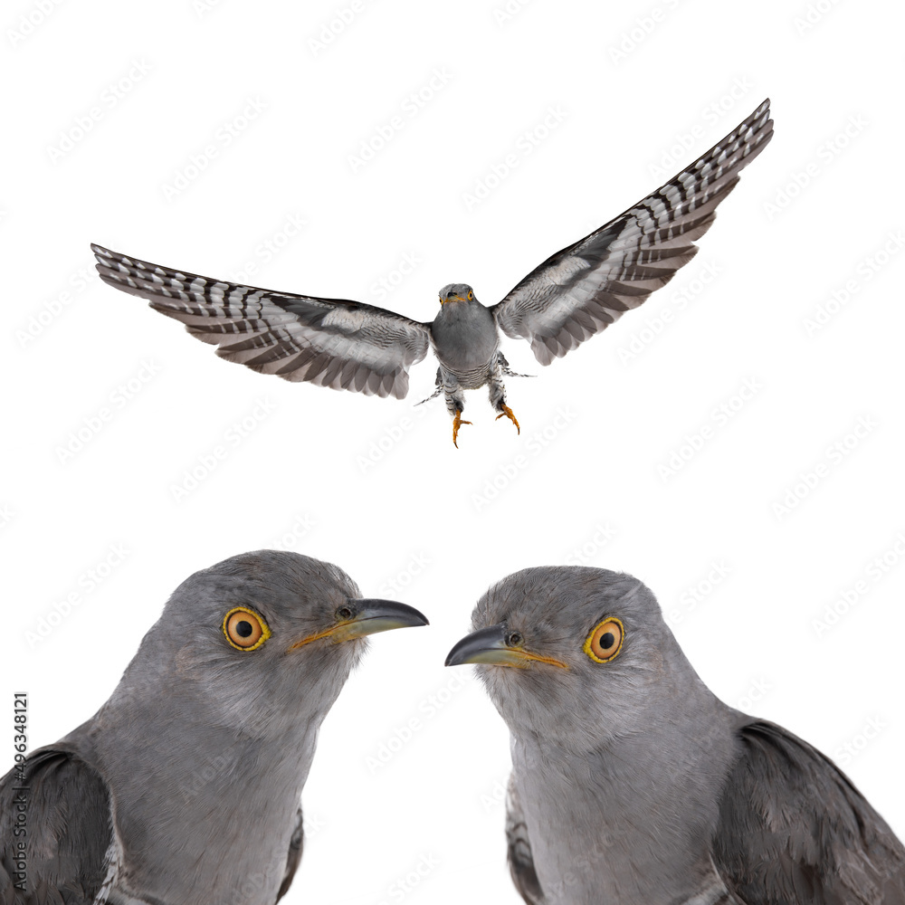 Obraz premium cuckoo portrait isolated on white background