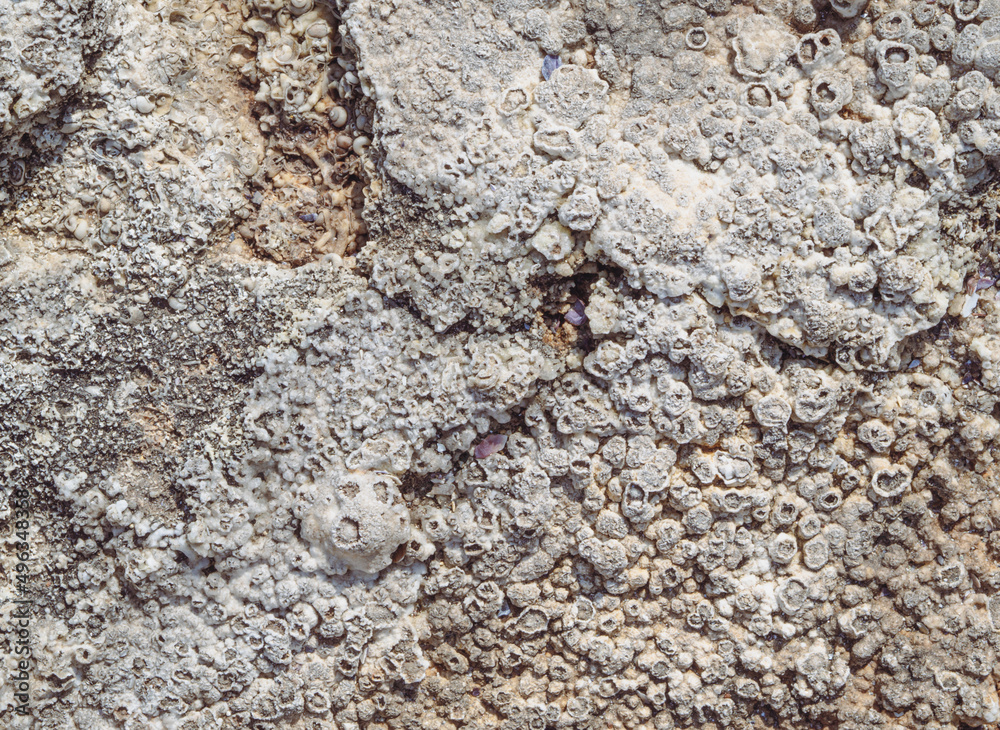 Close up rock texture with ancient fossil of shells. Archeological background concept