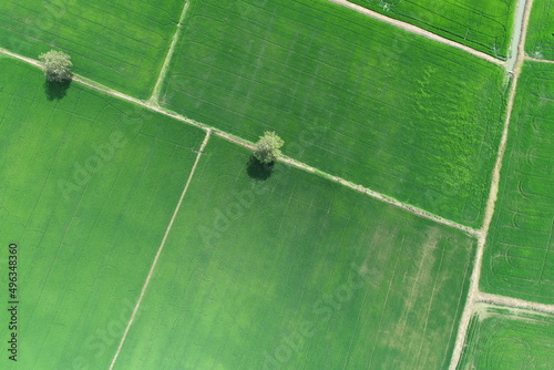 Green rice Fileds aerial view Thailand countryside © Y U K C U T E