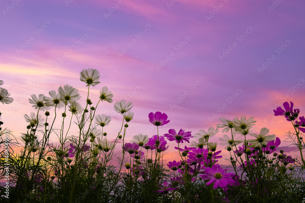 Fototapeta premium Pink cosmos flower fields with blue sky background. 