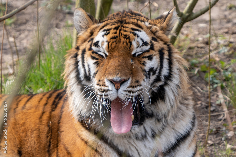 tiger shows pink tongue tiger shows pink tongue