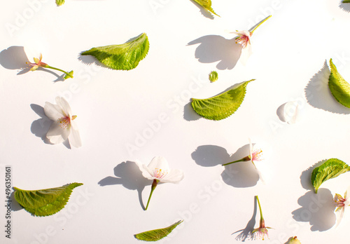 Fresh fruit flowers and leaves, creative natural spring pattern, white background.