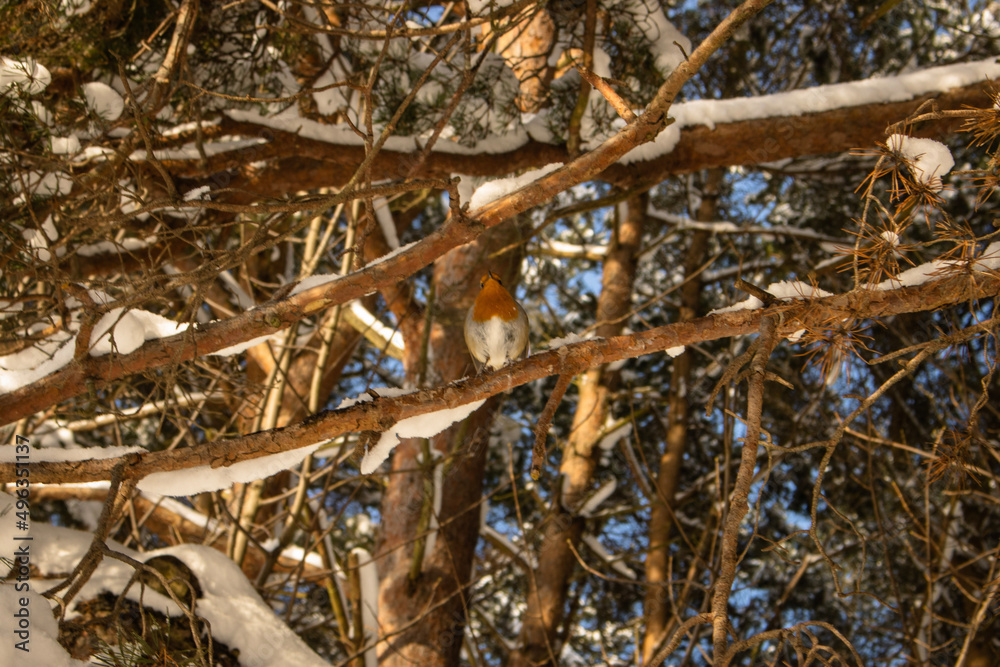 robin in branches of a tree