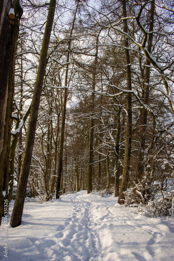 forest in winter forest in winter