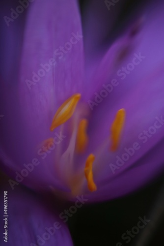 close up of a flower shafran photo