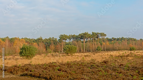 Landscape with grassland and spruce and pine forest in Kalmthout heath nature reserve  Flanders  Belgium 