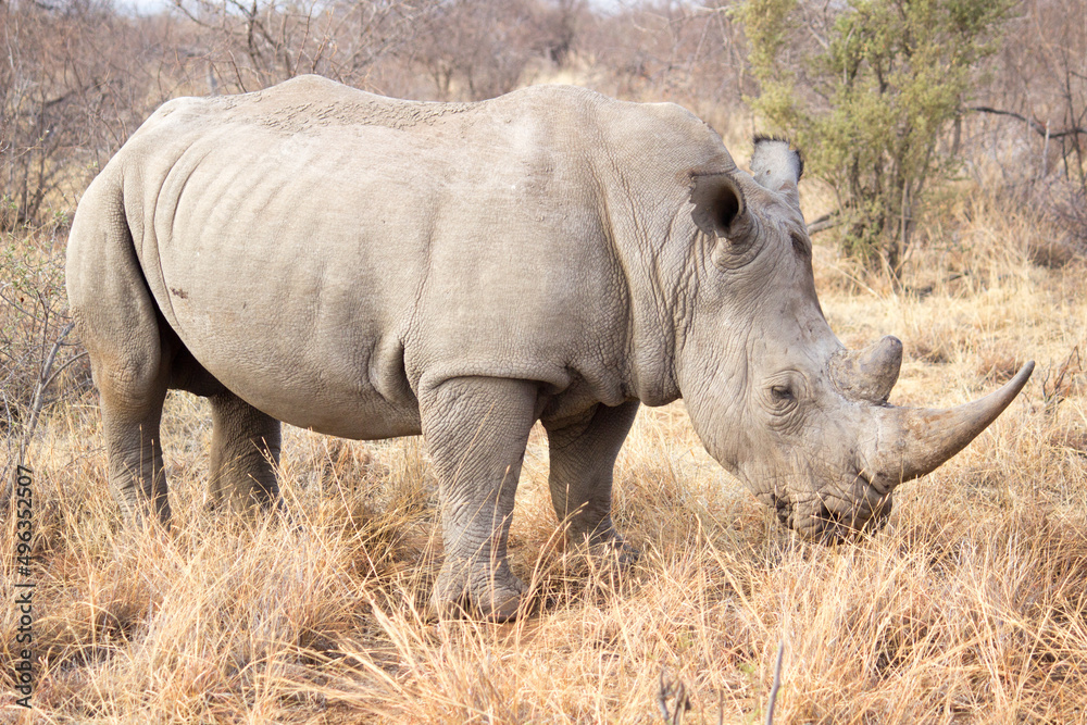 Fototapeta premium Majestic white Rhinoceros in the wild
