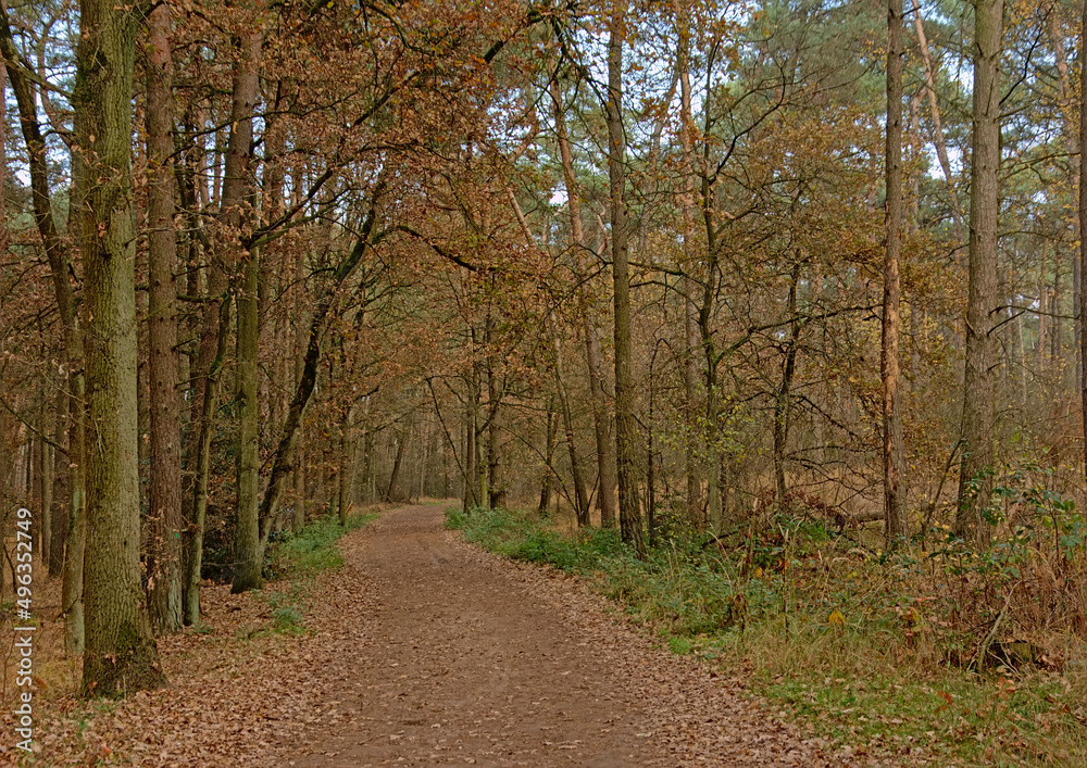 Path through an autumn forest in Kalmthout, Flanders, Belgiun Path through an autumn forest in Kalmthout, Flanders, Belgiun