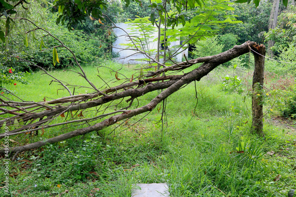 Broken branch snapped over with green grass and trees Broken branch snapped over with green grass and trees
