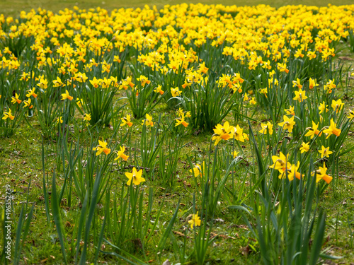 Fototapeta Naklejka Na Ścianę i Meble -  Yellow daffodils in the park. Narcissus flower