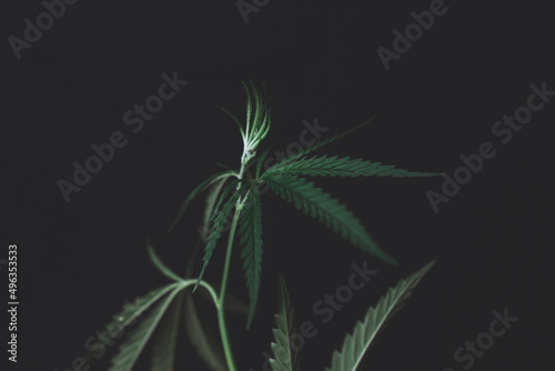 Large leaves of marijuana on a black background. Growing medical cannabis. Hemp CBD, cannabis cultivation, marijuana leaves, light leakage of color tones. Alternative medicine represented