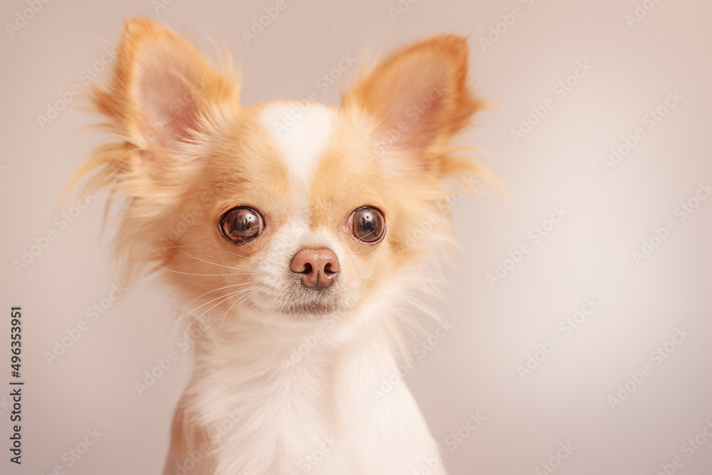 White with red spots dog breed Chihuahua on a gray background. Portrait of a dog.