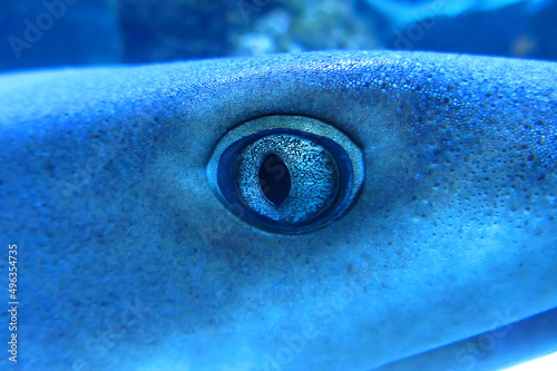 Whitetip reef shark Triaenodon obesus . Shark's eye close-up in blue tones. The pupil is frighteningly beautiful. Predatory gaze of a dangerous animal. Reflections of fine scales in the foreground photo