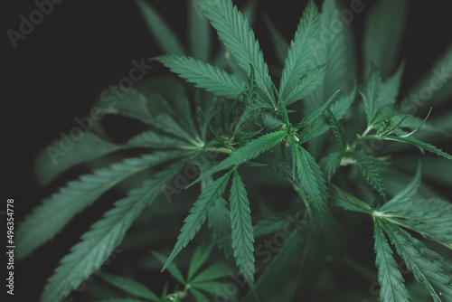 Large leaves of marijuana on a black background. Growing medical cannabis. Hemp CBD  cannabis cultivation  marijuana leaves  light leakage of color tones.