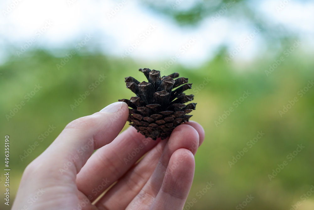 Small pine cone in hand close up Small pine cone in hand close up