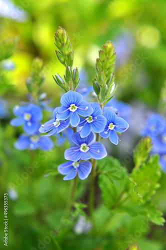 Veronica chamaedrys blooms in nature