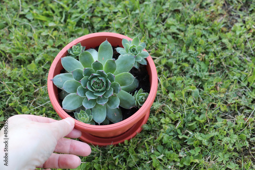 Woman holding flowerpot with houseleek plant