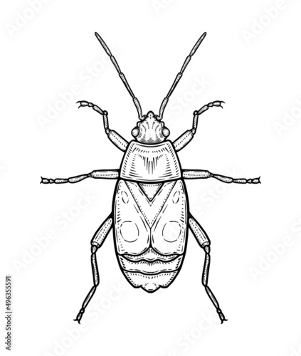 Bug. Vector illustration in graphic style isolated on white background.