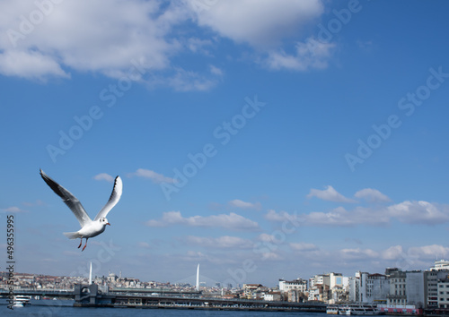 seagull in the sky, seagull flying freely under the blue sky