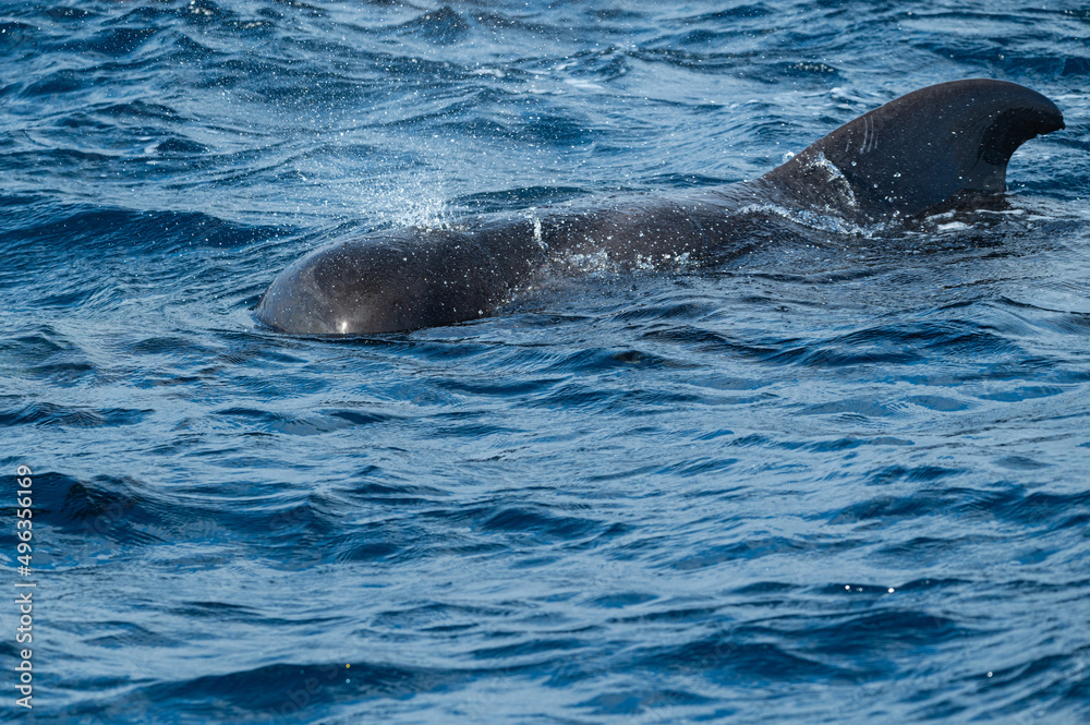 Obraz premium Baleine Pilote prise à Tenerife