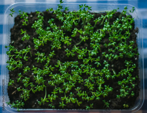 cress salad microgreen close-up, young sprouts of cressalat in the ground, vegetable garden on the windowsill, growing microgreen at home, greenery selective focus