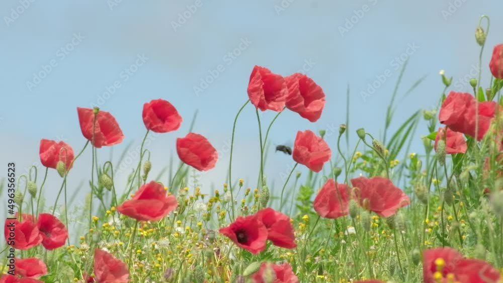 Red Poppy Flowers in wild nature on blue sky background, close-up. Beautiful wildflowers on green field in full bloom against sunlight. Wind sways poppies. Concept of Memorial Day, beauty of nature, s Red Poppy Flowers in wild nature on blue sky background, close-up. Beautiful wildflowers on green field in full bloom against sunlight. Wind sways poppies. Concept of Memorial Day, beauty of nature, s