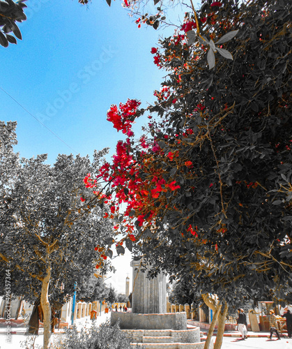Trees in the monastery of Abuna Yassa with different edited
