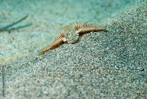 Starfish on sandy bottom of Mediterranean Sea. Astropecten.