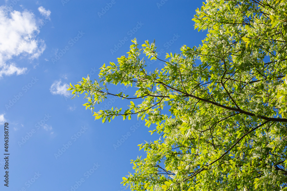 Background of spring flowering Padus against the sky. Beautiful nature scene with blossoming tree and sun flare. Sunny day. Spring flowers. Abstract blurred background. Spring, copy space Background of spring flowering Padus against the sky. Beautiful nature scene with blossoming tree and sun flare. Sunny day. Spring flowers. Abstract blurred background. Spring, copy space