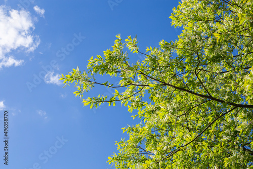 Background of spring flowering Padus against the sky. Beautiful nature scene with blossoming tree and sun flare. Sunny day. Spring flowers. Abstract blurred background. Spring, copy space