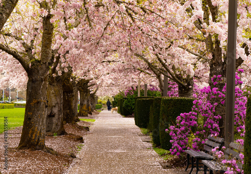 A path lined wiith flowering cherry trees  in front of the Oregon State Capitol building in Salem Oregon.