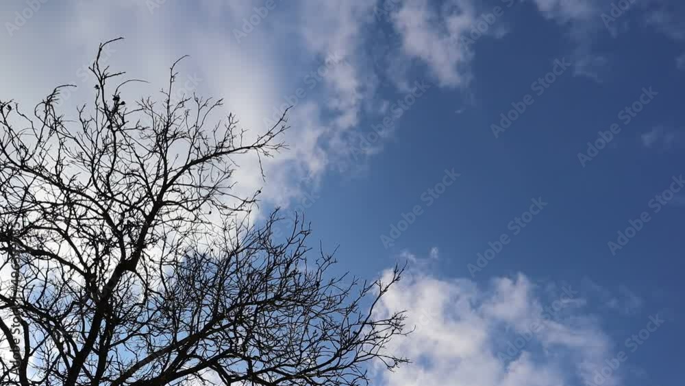 Timelapse clouds running in the blue sky with tree in the background. Timelapse clouds running in the blue sky with tree in the background.
