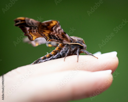 A small eyed sphinx moth resting on a hand.