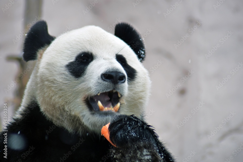 Giant panda eating carrot at snowfall Giant panda eating carrot at snowfall