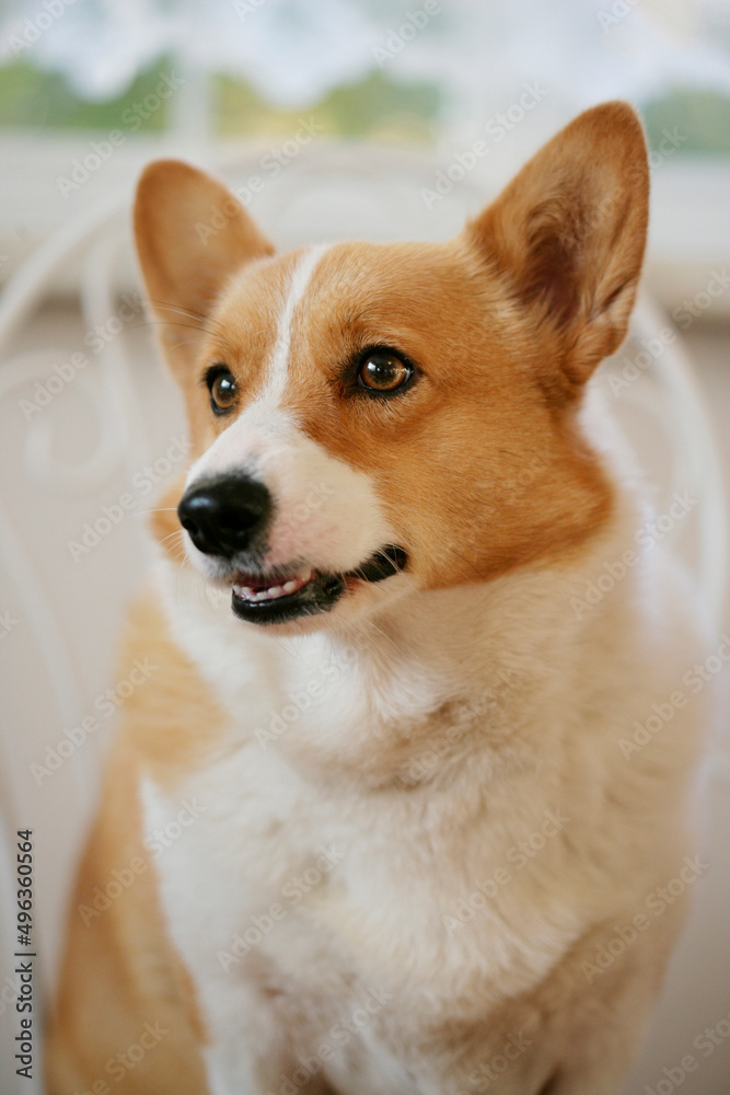 Close-up of a Welsh Corgi sitting on a chair Close-up of a Welsh Corgi sitting on a chair