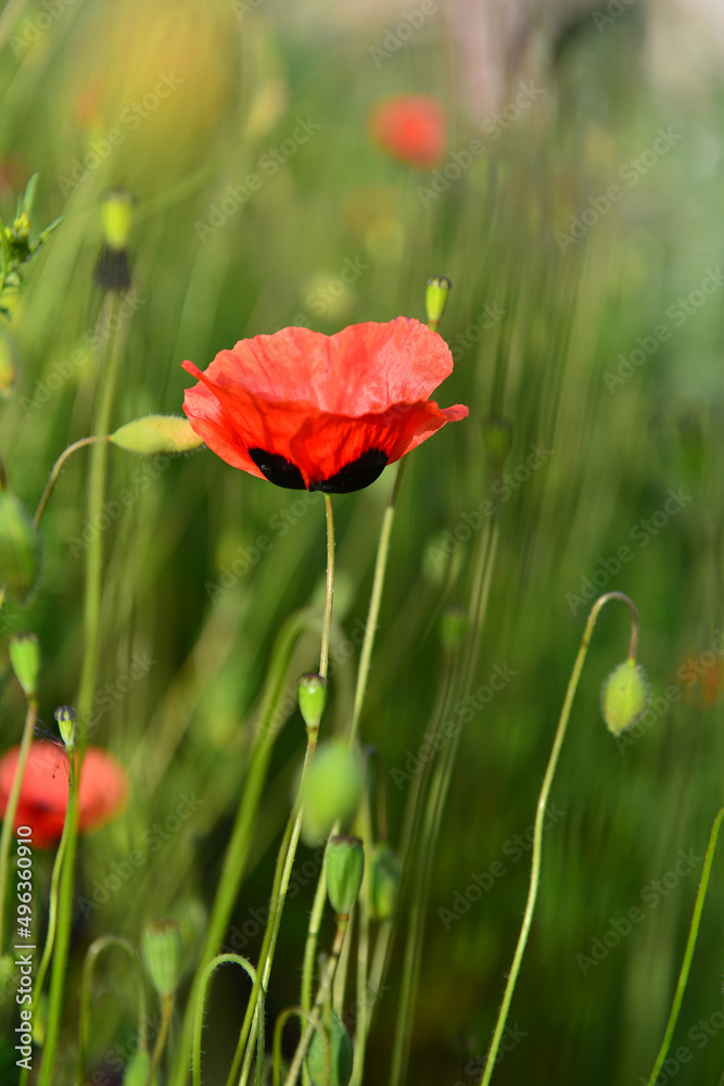 Fototapeta premium Red wild poppies growing near the railroad tracks, Armenia