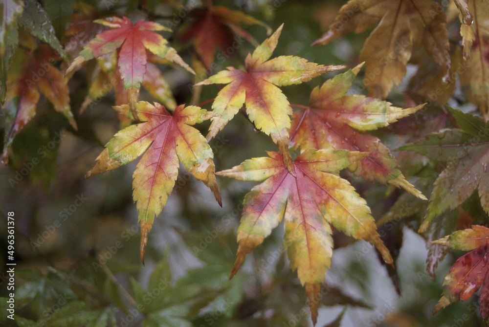 Japanese maple leaves on a plant Japanese maple leaves on a plant