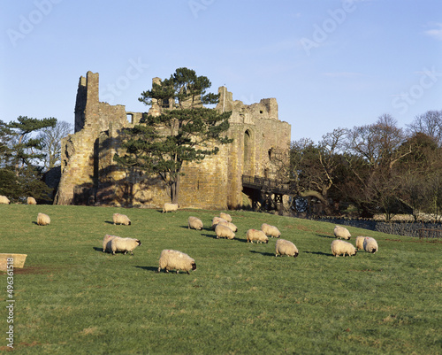 Sheep grazing on a grassy field near Dirleton Castle, East Lothian, Scotland photo