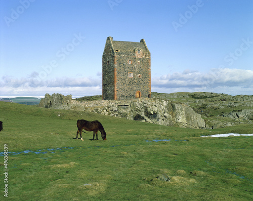 Horse grazing on a field near the Smailholm Tower, Scotland photo