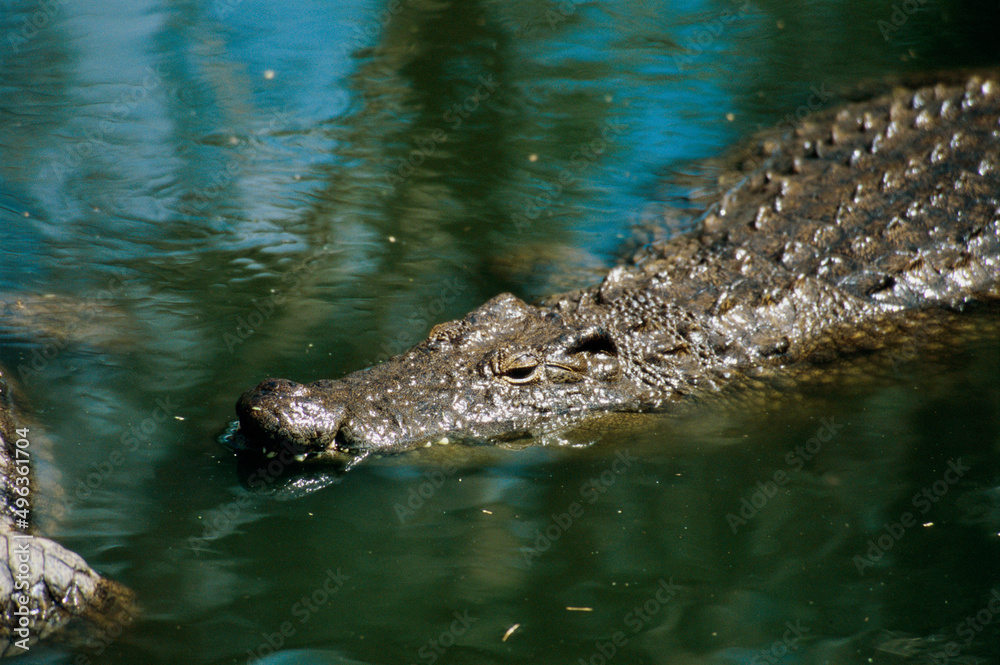 High angle view of a Nile Crocodile swimming in a river (Crocodylus niloticus) High angle view of a Nile Crocodile swimming in a river (Crocodylus niloticus)